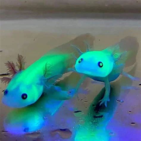 gfp axolotl